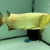 Golden Arowana