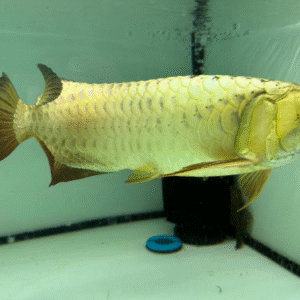 Golden Arowana