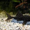 Acanthicus Adonis Pleco L155 Polka Dot Lyretail