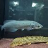 African arowana for sale 3