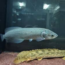 African arowana for sale