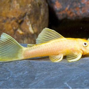 Albino Bushynose Pleco