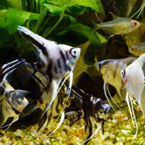 Pterophyllum Scalare Assorted Angelfish