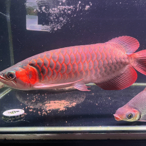 Banjar Red Arowana
