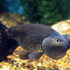 Black Dragon Eye Goldfish