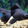 Black Moor Goldfish