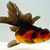 Black Oranda Goldfish