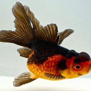 Black Oranda Goldfish