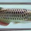 Black arowana for sale