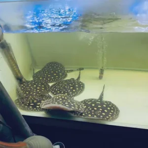 Buy Black Diamond Stingray Online UK