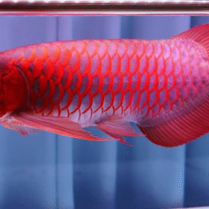 Blood red arowana 1