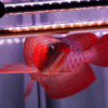 Blood red arowana 2