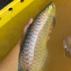 Blue Base Golden Arowana for Sale UK