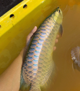 Blue Base Golden Arowana for Sale UK
