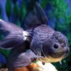 Blue Oranda Goldfish