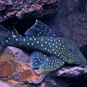 Blue Phantom Pleco