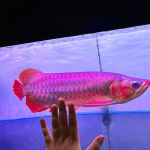 Chilli Red Arowana