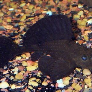 Chocolate Rhino Pleco