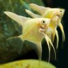 Buy Gold Angelfish Online UK – Arowana Fish Shop