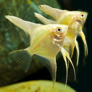 Buy Gold Angelfish Online UK – Arowana Fish Shop