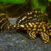 Gold Spot Pleco L 001