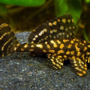 Gold Spot Pleco L-001