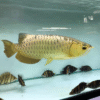 Golden Arowana