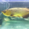 Golden Helmet CrossBack – Stunning Freshwater Fish UK
