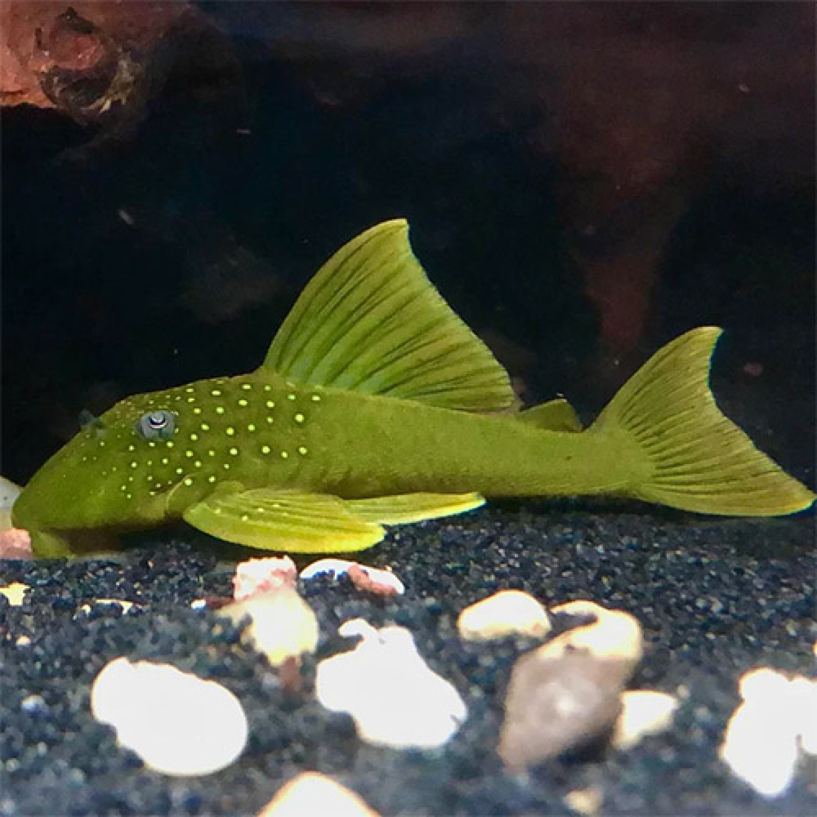 Buy Green Phantom Pleco UK 1 Buy Green Phantom Pleco UK