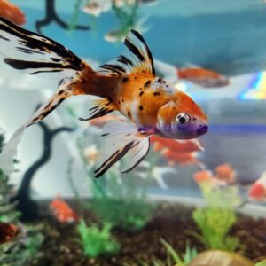 Harlequin Goldfish