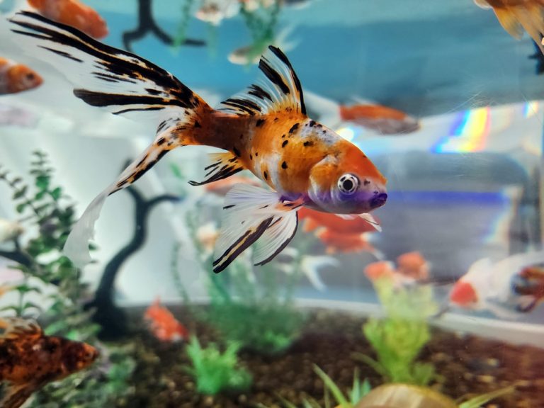 Harlequin Goldfish 1 Harlequin Goldfish