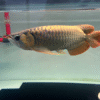 Back Arowana