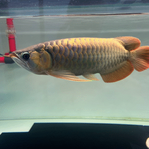 Back Arowana