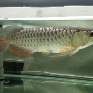 Hiback Golden Arowanas