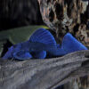 Buy L239 Baryancistrus Beggini Pleco UK