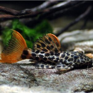 Leopard Cactus Pleco L-114