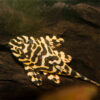 Leopard Frog Pleco