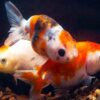 Lionhead Goldfish