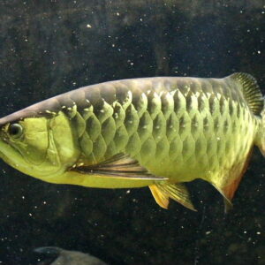 Malaysian Golden Arowana