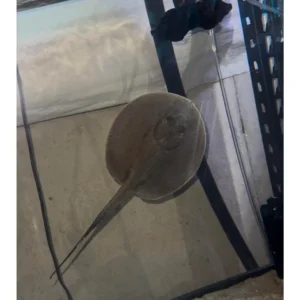 shop Motoro Stingray Online UK