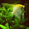 Pearlscale Gold Angelfish