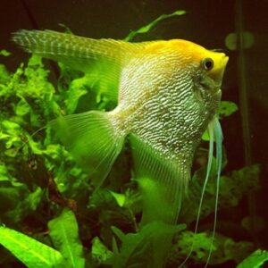Pearlscale Gold Angelfish