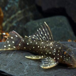 Peppermint Pleco L030