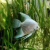 Platinum Blue Angelfish