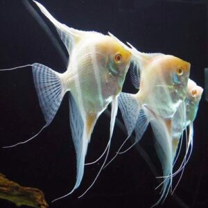 Pterophyllum Albino Altum Angelfish