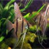 Pterophyllum Altum Peruvian Wild Angelfish