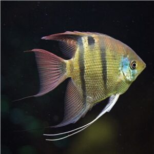 Pterophyllum Leopoldi Angelfish Peru Altum Red-Spotted