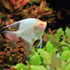 Pterophyllum Scalare Albino Angelfish UK