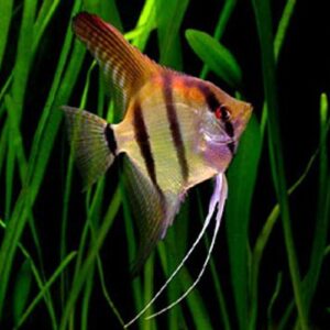Buy Pterophyllum Scalare Angelfish UK