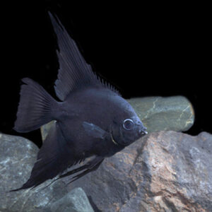 Buy Pterophyllum Scalare Black Angelfish UK